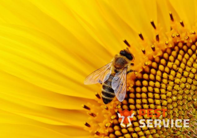 Обработка от диких пчёл в Москве от 2200 руб. Работаем 24/7. Выгодные цены на обслуживание физ. и юр. лиц. 100% Безопасно!
